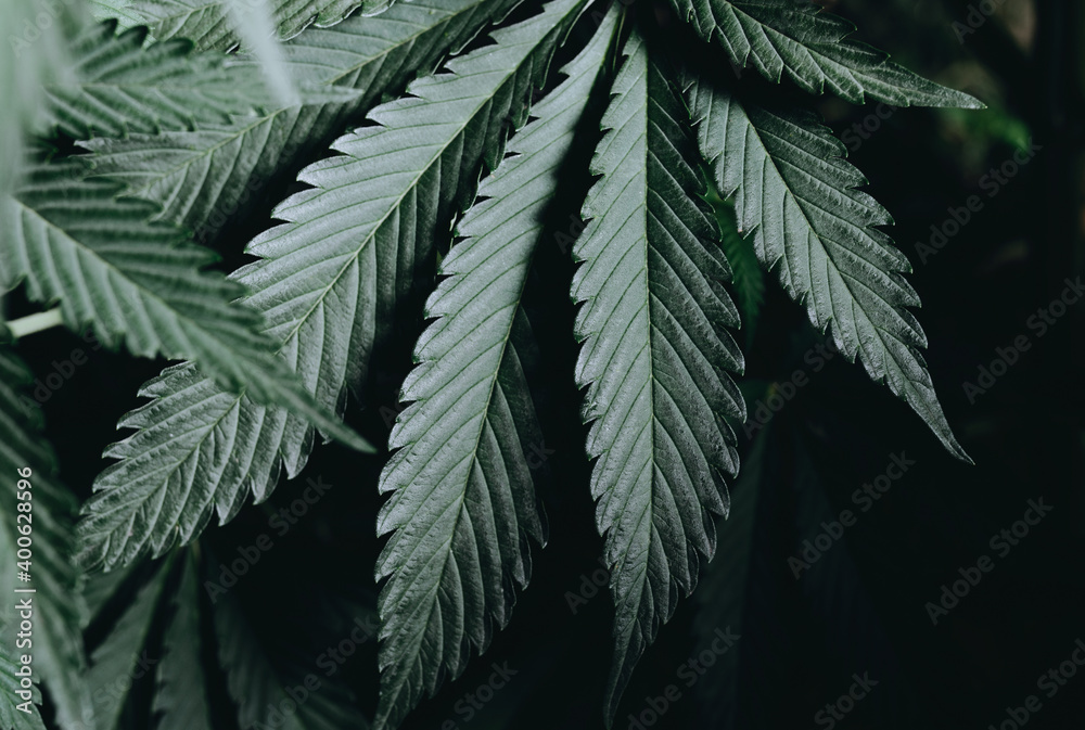 medical cannabis leaf medical cannabis leaf