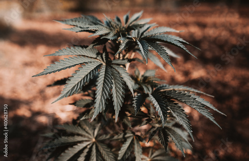 cannabis plant's grows