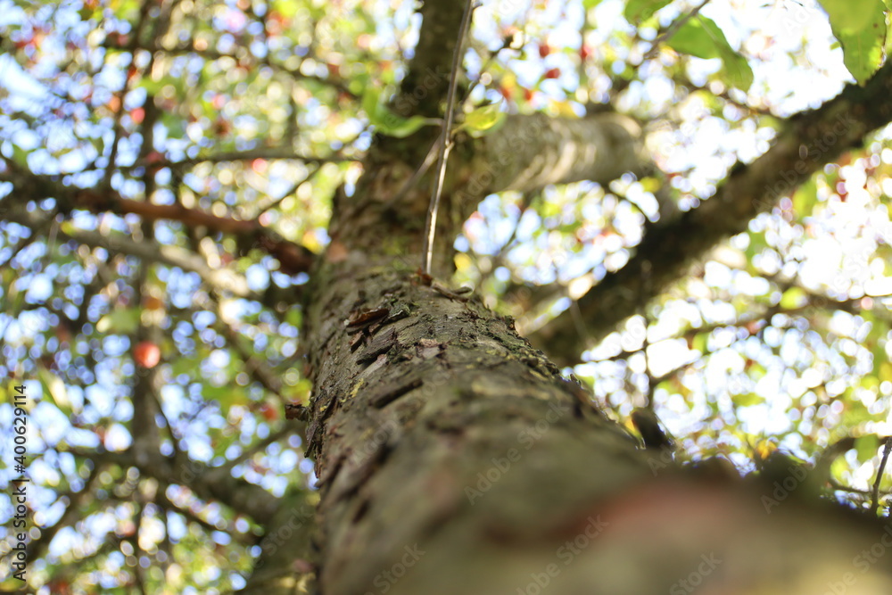 Apfelbaum Apfelbaum