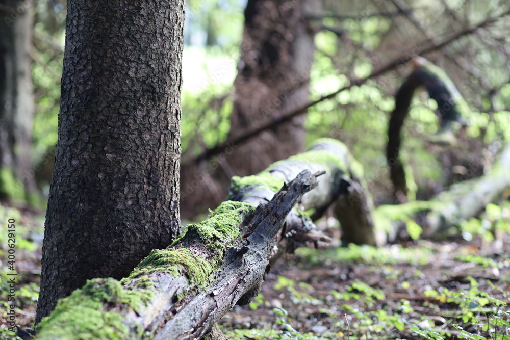 Obraz premium Toter Baum