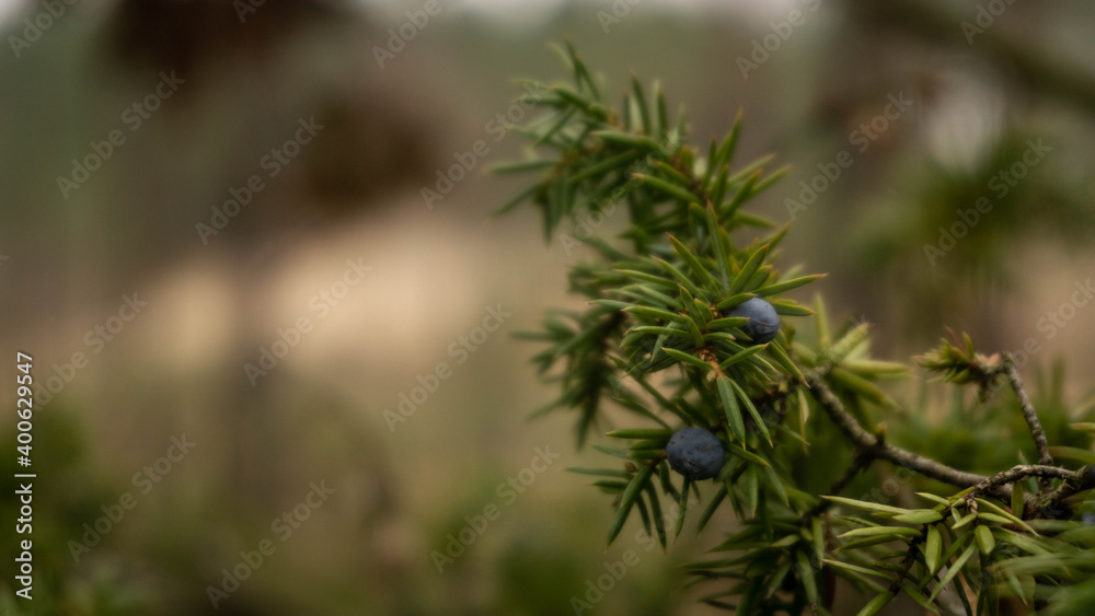 evergreen spruce branch with blue fruits, selective focus evergreen spruce branch with blue fruits, selective focus