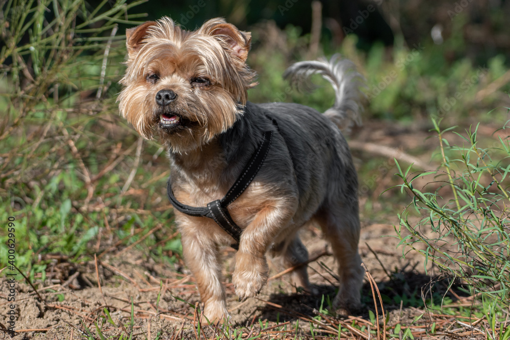 yorkshire terrier sitting on grass yorkshire terrier sitting on grass