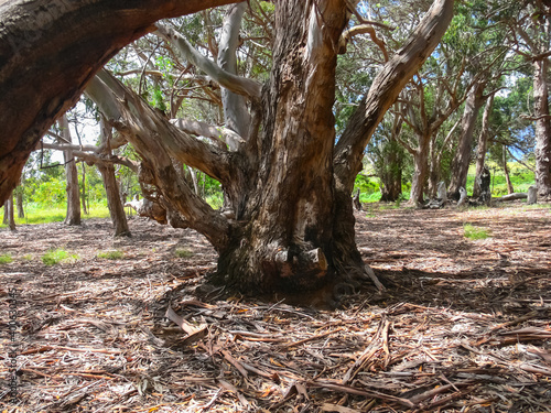 Forest on Easter Island. dry litter of forest. photo