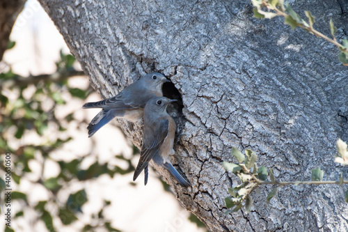 Male and female Says Phoebe birds keeps alert eye out to right for danger while clinging together near entrance in oak tree to their home nest.