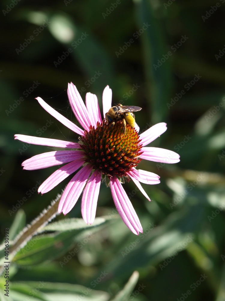 Native plants - purple coneflower and bee Native plants - purple coneflower and bee
