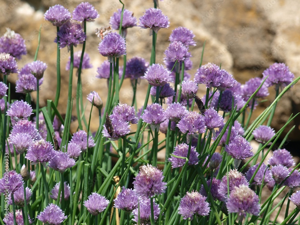 Obraz premium Native plants - wild chives