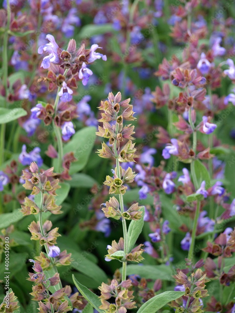 Native plants - culinary sage Native plants - culinary sage