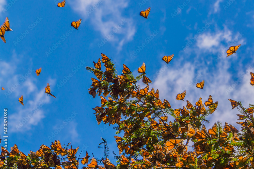 Monarch Butterflies on tree branch in blue sky background, Michoacan, Mexico Monarch Butterflies on tree branch in blue sky background, Michoacan, Mexico