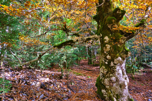 colorful autumn in a Pyrenees forest