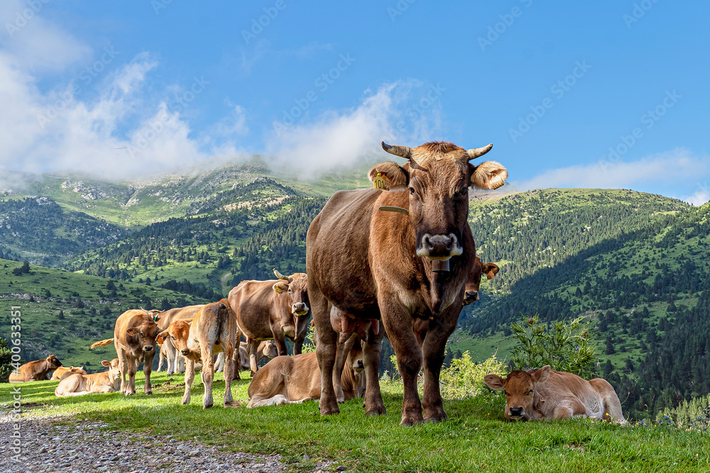 Naklejka premium Beef cow looking at camera on mountain pasture with calves and Pyrenees peaks, Catalonia, Spain