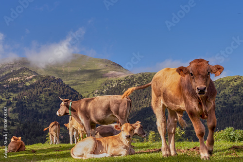 Ternero y vacas de carne del Pirineo © Avasile photoshop