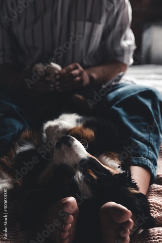 little puppy of bernese mountain dog on hands of fashionable girl with a nice manicure. animals