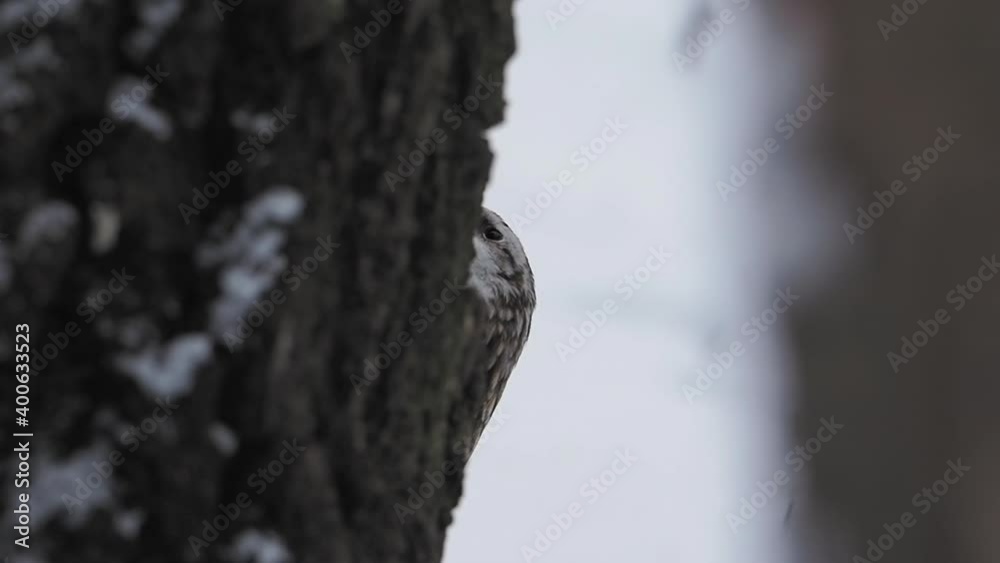 Eurasian treecreeper or common treecreeper, Certhia familiaris. Small passerine bird knocks on tree bark, extracting edable insects. Bird in winter forest.