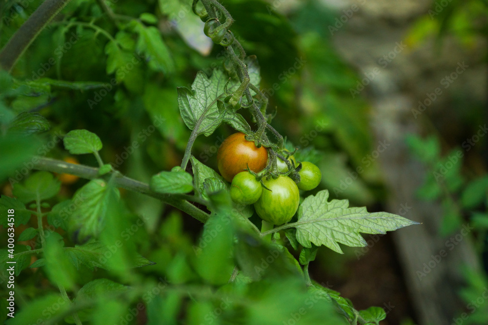 Fototapeta premium tomates plant