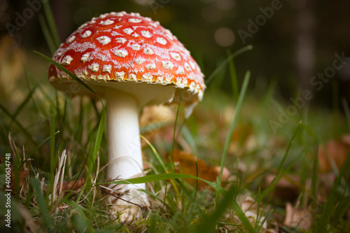 Poisonous mushroom Amanita Muscaria. Close-up picture of the deadly toadstool Fly Agaric on a meadow.