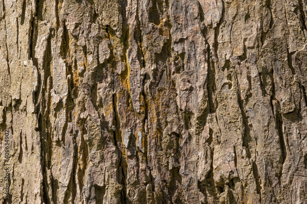 Close up shot of vertical Bark texture detail with sunshine for use in background, wallpaper Close up shot of vertical Bark texture detail with sunshine for use in background, wallpaper