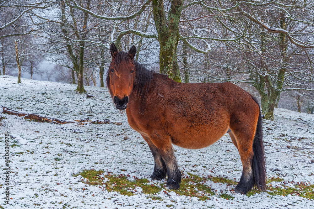 Escena de un caballo en la nieve mirando a la cámara Escena de un caballo en la nieve mirando a la cámara
