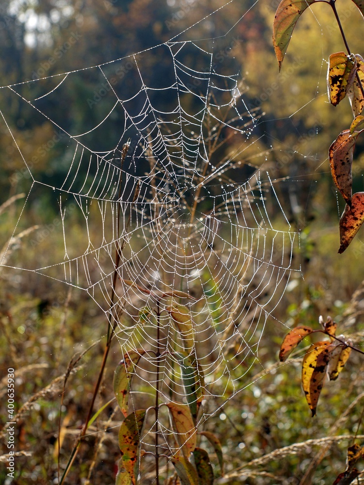 Dew-covered spider web in a prairie