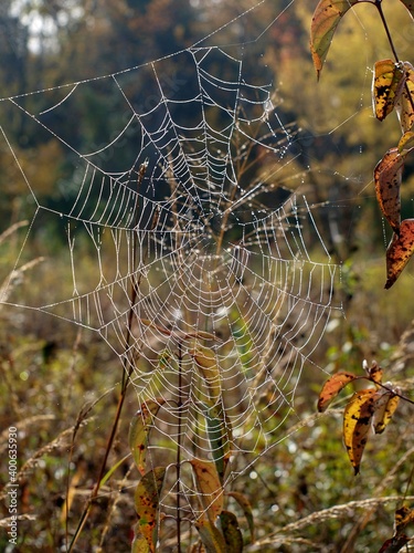 Dew-covered spider web in a prairie