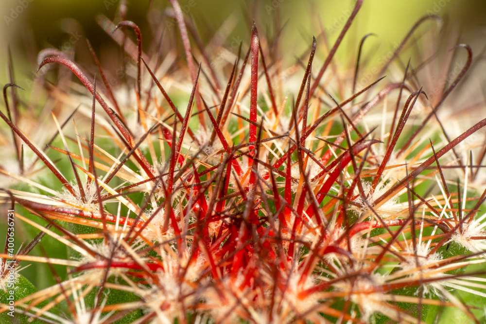 Beautiful blooming wild desert cactus
Bunny ears cactus in a flowerpot
Beautiful blooming wild desert cactus
Bunny ears cactus in a flowerpot