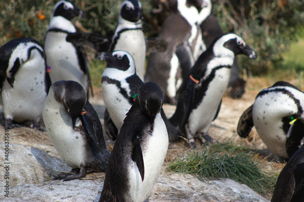 Fototapeta premium Pinguingruppe