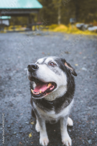 Happy Husky 