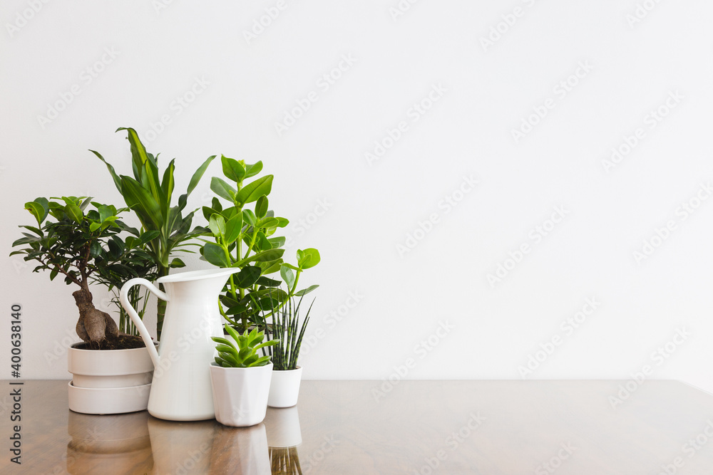 Houseplants in flowerpots on a table with wall background.