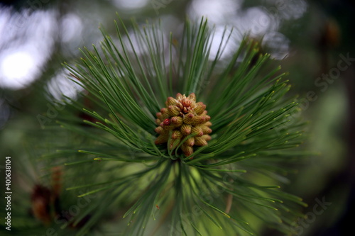 Front view of a young pine cone growing on its pine branch, with bokeh effect background