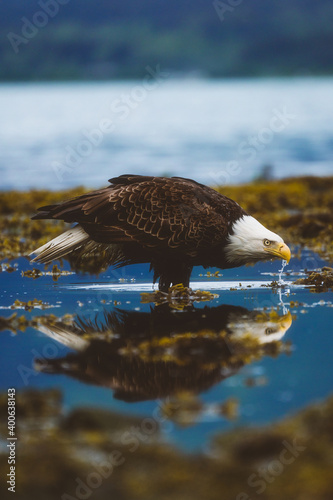Thirsty Bald Eagle 