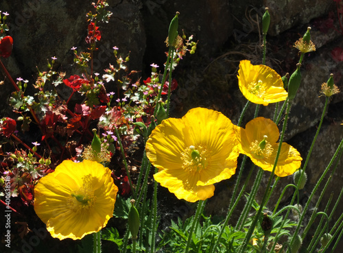 close up of bright yellow welsh poppy flowers with sunlit green vegetation against a dark background photo