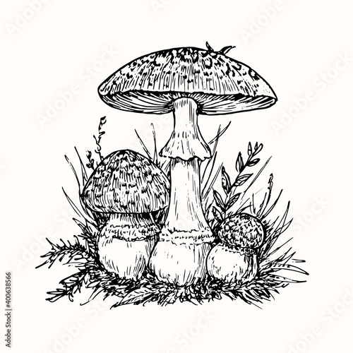 Fly agaric or amanita mushrooms group growing in grass, doodle black ink drawing, woodcut style
