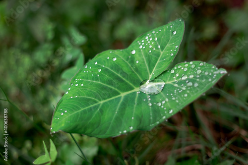 Detail of taioba leaf with dew drops in vegetable garden of Brazilian house