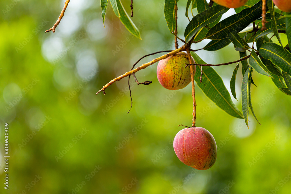 Detail of mango in Brazilian backyard tree Detail of mango in Brazilian backyard tree