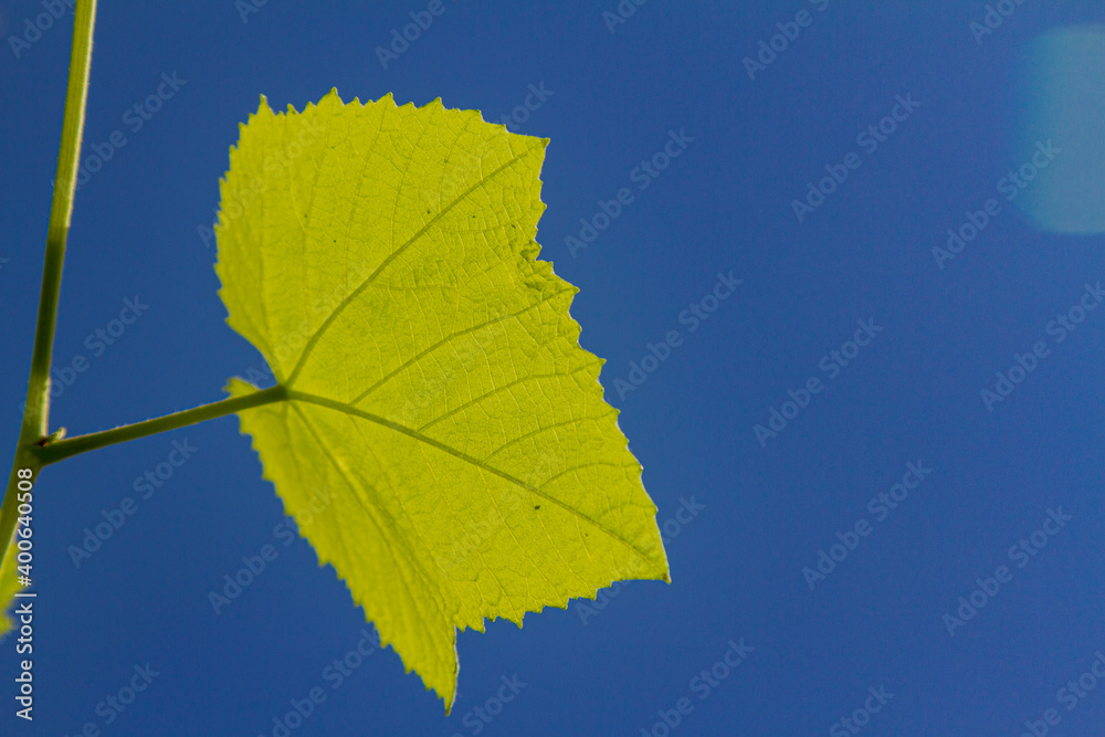 Obraz premium Detail of grape vine leaf in Brazilian backyard