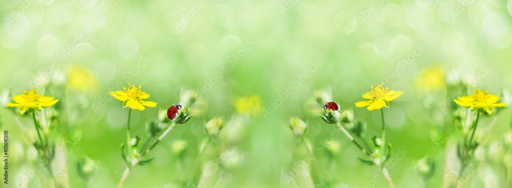 Summer defocused widescreen background, with tiny yellow flowers and ladybirds. The art design of macro photography, soft focus selective