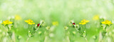 Summer defocused widescreen background, with tiny yellow flowers and ladybirds. The art design of macro photography, soft focus selective