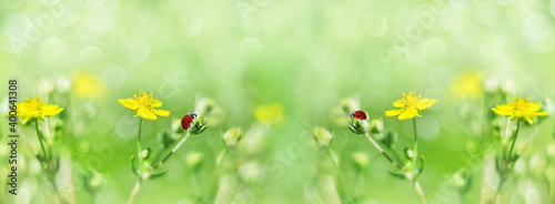 Summer defocused widescreen background  with tiny yellow flowers and ladybirds. The art design of macro photography  soft focus selective