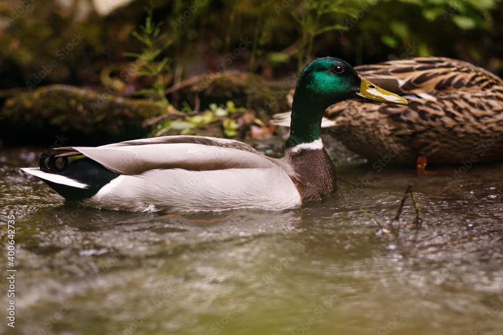 Fototapeta premium Ente