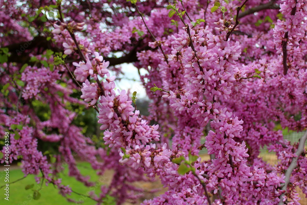 flowers on a tree