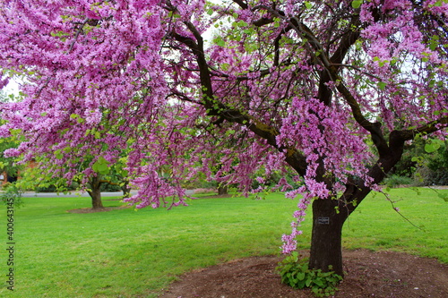 tree in bloom