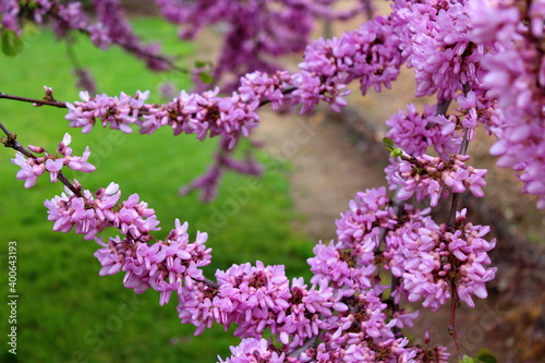 Fototapeta Naklejka Na Ścianę i Meble -  lilac flowers background