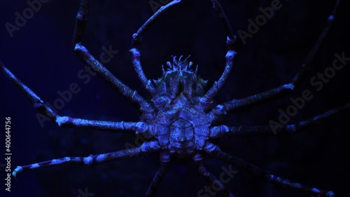 Close up of Japanese spider crab in water. Giant spider crab in aquarium with blue led light. photo