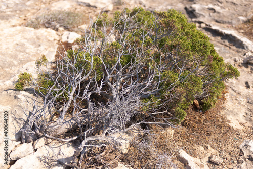 Natural bonsai on the rocks of Cyprus. From yamadori juniper.