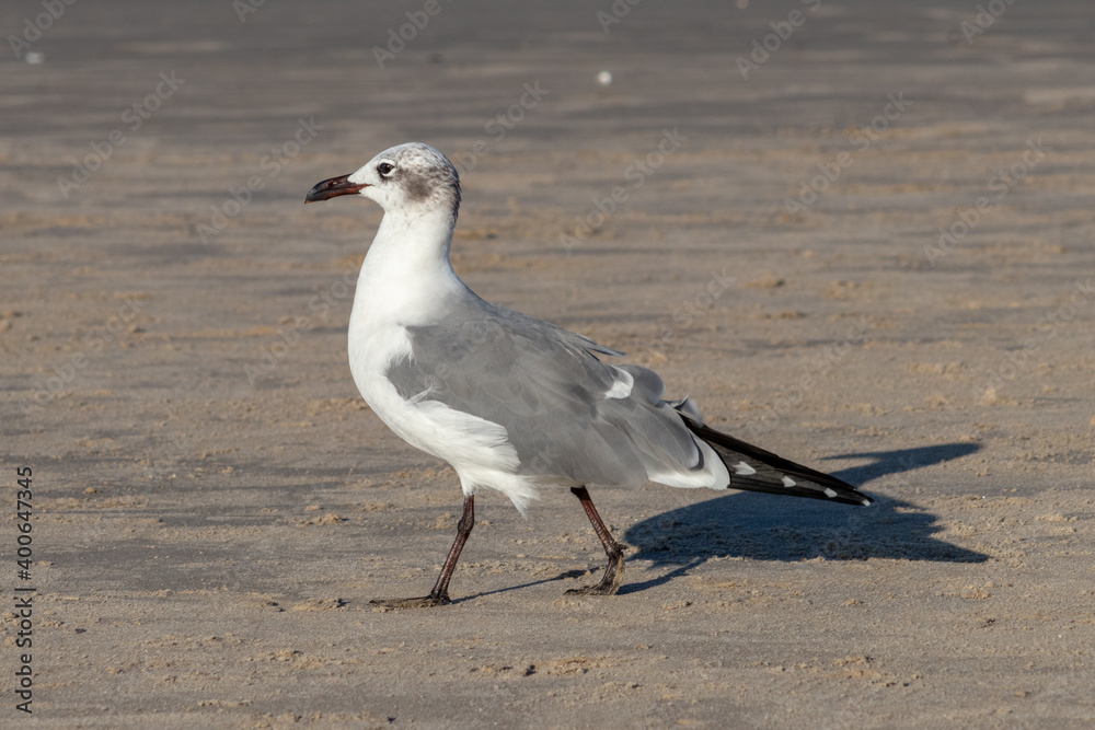 Fototapeta premium Gaviota caminando en la playa