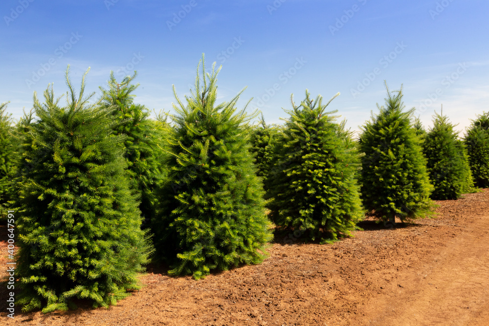 An eyelevel view down a row of green Douglas fir Christmas trees under a clouded blue sky