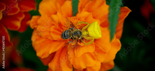 Spider eating a bee  bee  predator spider has caught and is eating a bee