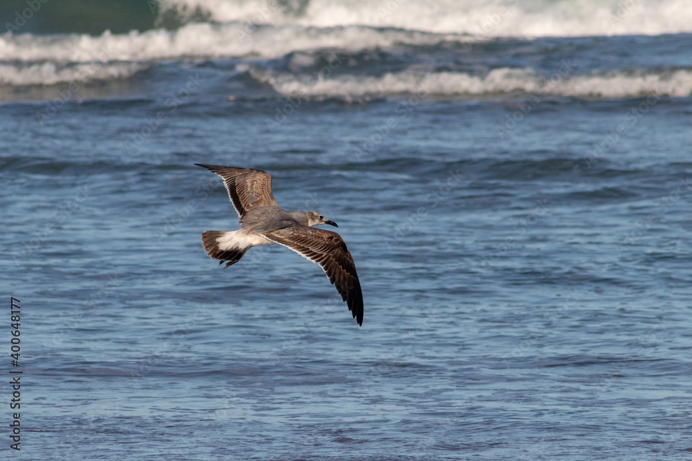Naklejka premium Gaviota volando sobre la playa