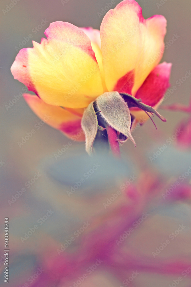 pink rose petals