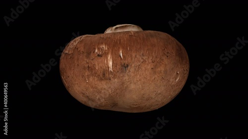 Realistic render of a rotating chestnut mushroom on transparent background (with alpha channel). The video is seamlessly looping, and the 3D object is scanned from a real mushroom.

