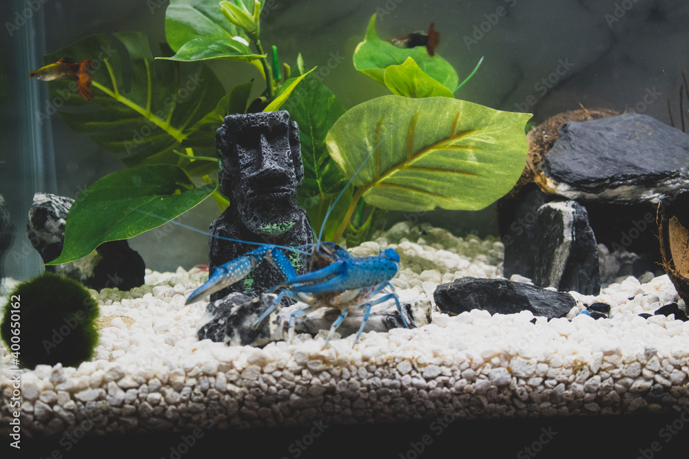 Crayfish top tank setup